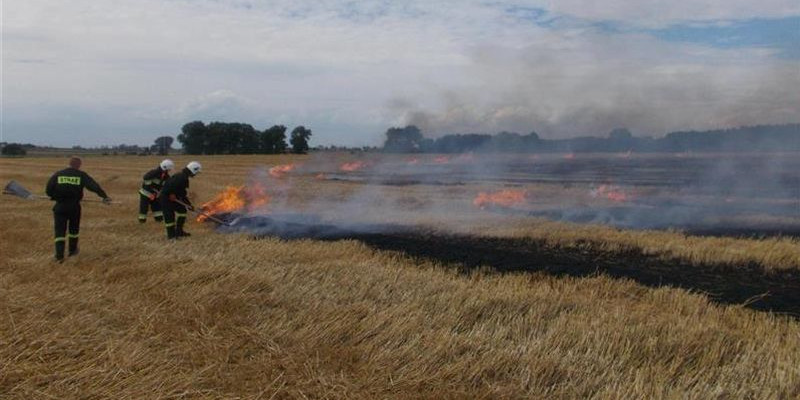 Spłonęło 40 ha zboża: ponad 30 zastępów straży i samolot gaśniczy w akcji [ZDJĘCIA] - Zdjęcie główne