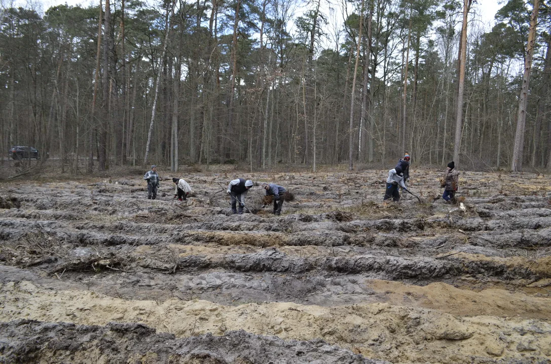 Trwa nasadzanie drzew w powiecie. Nowe drzewka na gruntach leśnych [ZDJĘCIA] - Zdjęcie główne