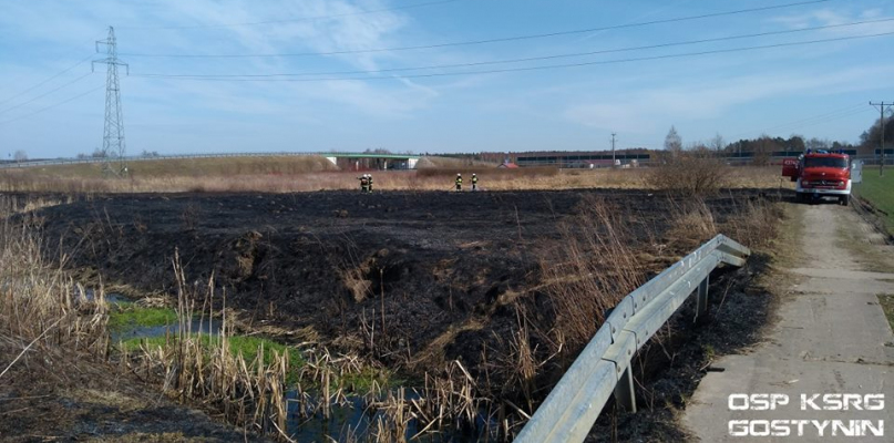 Sarenki zginęły w pożarze trawy. To wina podpalacza? - Zdjęcie główne