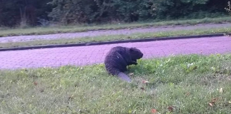 Bóbr biegał po mieście, złapali go urzędnicy - Zdjęcie główne