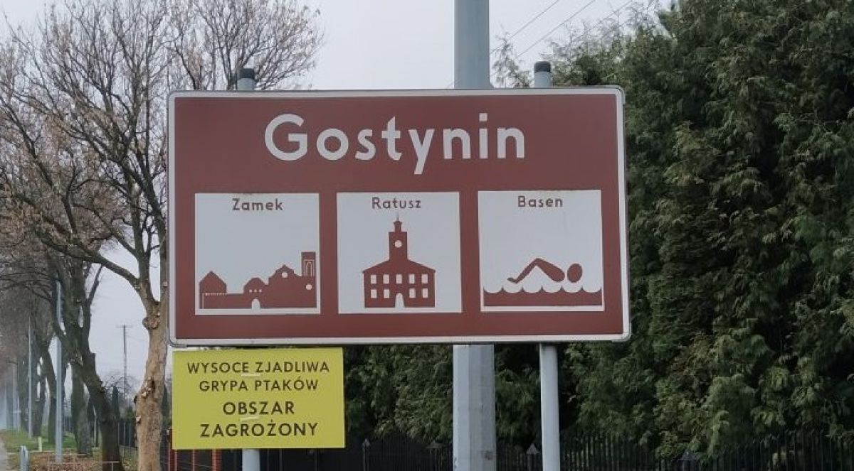 Ptasia grypa: Część Gostynina obszarem zagrożonym - Zdjęcie główne