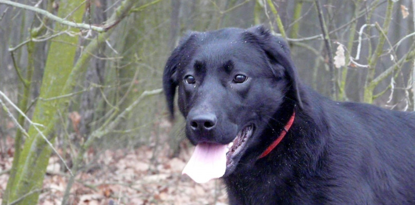 Grupa Animal Ghost pomaga bezdomnym zwierzakom, jak to wygląda? - Zdjęcie główne