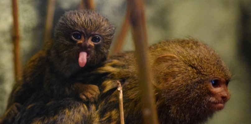 Wysyp młodych w płockim ZOO! [FOTO] - Zdjęcie główne