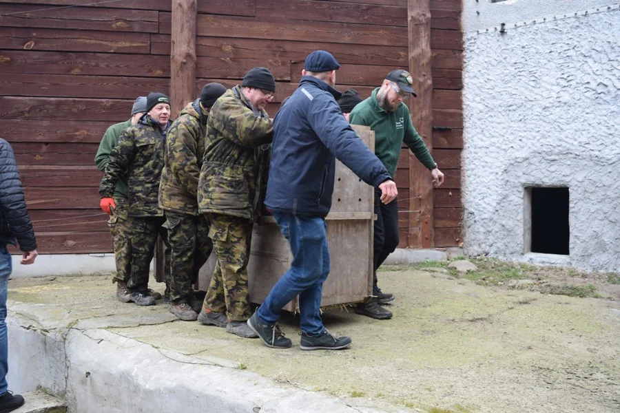 Płockie zoo wzbogaciło się o trzy lwy 