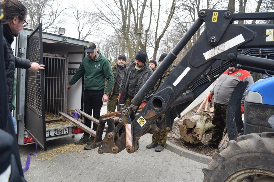 Płockie zoo wzbogaciło się o trzy lwy 