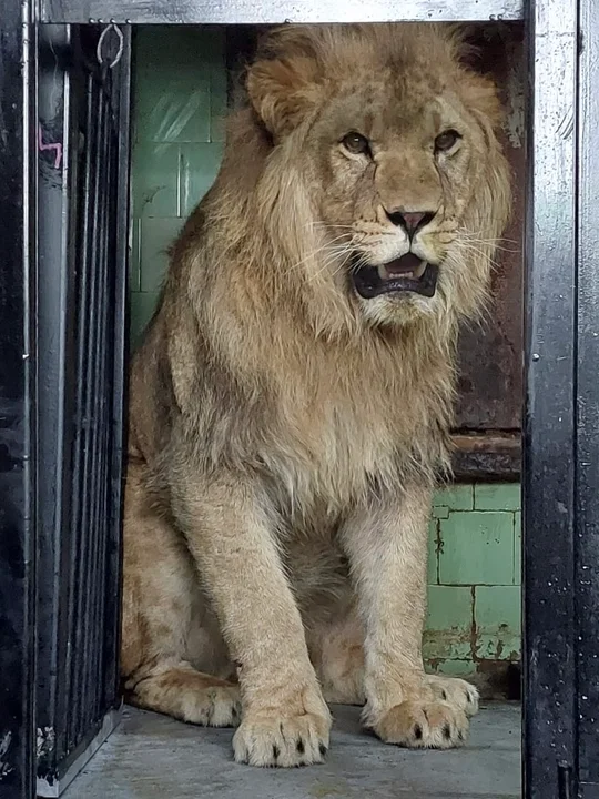 Płockie zoo wzbogaciło się o trzy lwy 