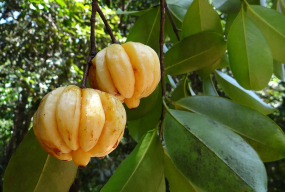 Garcinia Cambogia – najnowszy hit na odchudzanie. Co sprawia, że jest tak popularna? - Zdjęcie główne