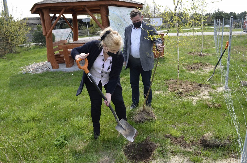 Władze powiatu sadziły drzewa... - Zdjęcie główne