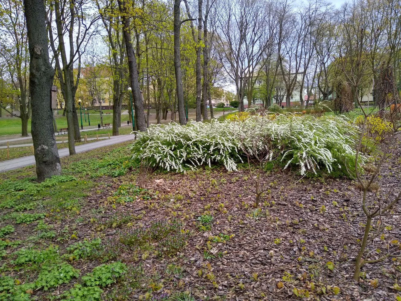 Wiosna powoli daje o sobie znać w kutnowskich parkach i na ulicach naszego miasta