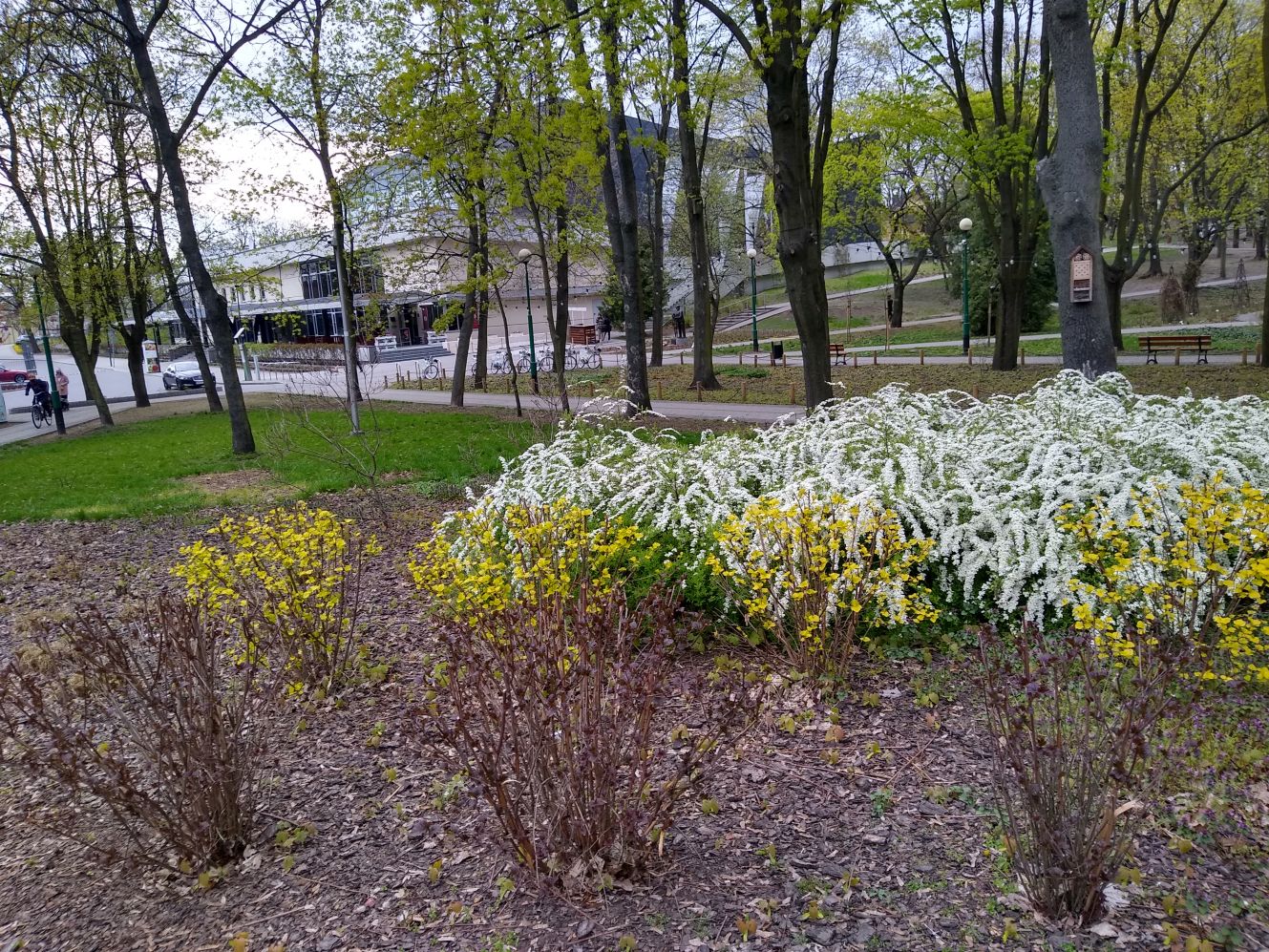 Wiosna powoli daje o sobie znać w kutnowskich parkach i na ulicach naszego miasta