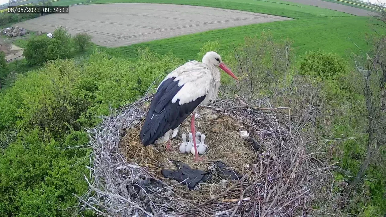 Gniazdo bocianów pod Kutnem tętni życiem. Wykluło się już pięć piskląt! [FOTO/WIDEO] - Zdjęcie główne