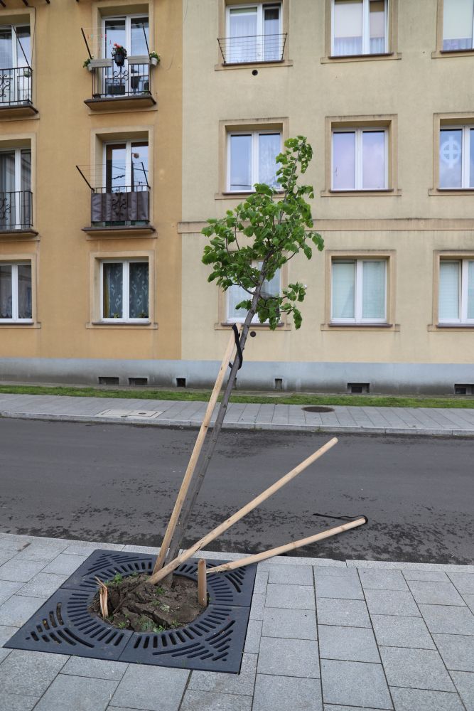 Weekend luzowania obostrzeń z wandalizmem w tle. Zniszczono zieleń w centrum Kutna