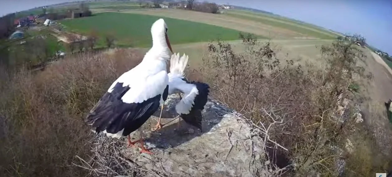 Powrót bociana. "Nie obyło się bez awantury w gnieździe" [WIDEO] - Zdjęcie główne