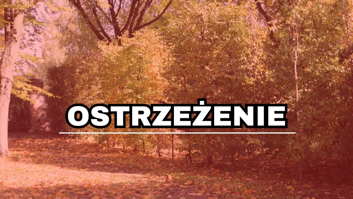 Ostrzeżenie dla mieszkańców woj. łódzkiego. "Są toksyczne, stwarzają niebezpieczeństwo" - Zdjęcie główne