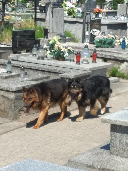 Na cmentarzu w Żychlinie pod Kutnem dwa psy pogryzły kilka osób