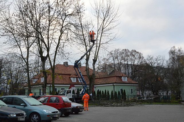 Miejski sposób na drzewa - Zdjęcie główne