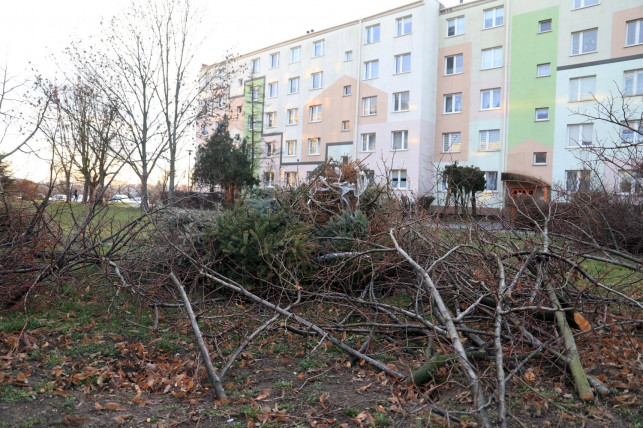 [ZDJĘCIA] Koniec wycinki, czas na choinki. Sterta iglaków "atrakcją" osiedla - Zdjęcie główne