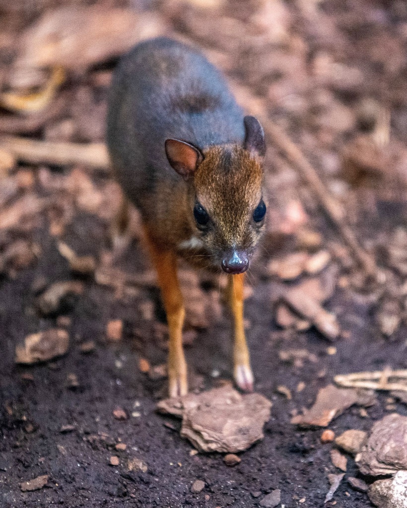 Kilkadziesiąt kilometrów od Kutna - w łódzkim zoo - urodził się myszojeleń