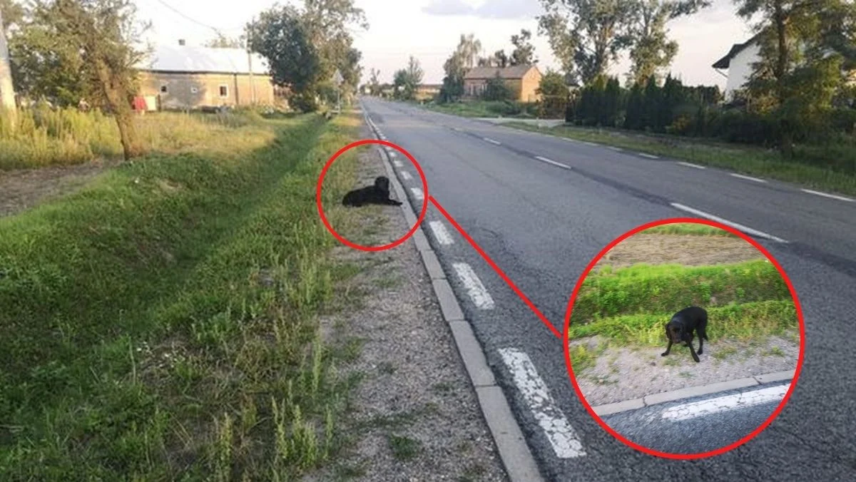 Ktoś wyrzucił psa z samochodu do rowu. "Przerażona siedziała i czekała na pseudowłaścicieli" [ZDJĘCIA] - Zdjęcie główne