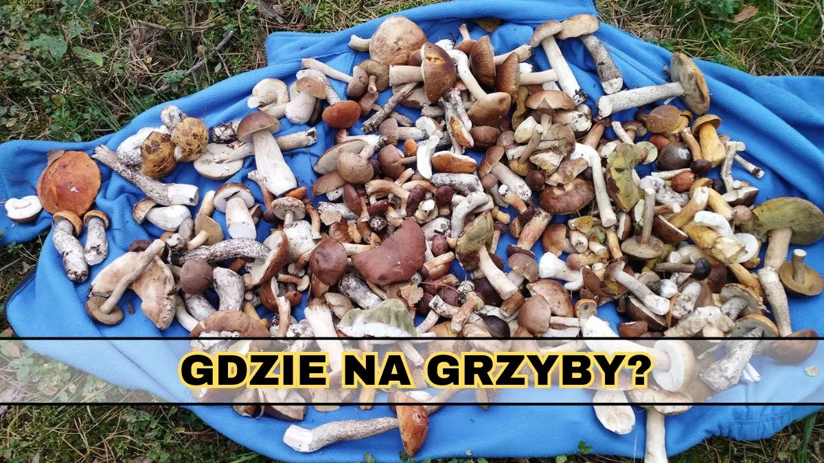 Gdzie na grzyby w naszych okolicach? Te miejsca są polecane - Zdjęcie główne