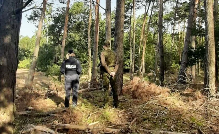 Wycinają i kradną z lasu, później... sprzedają na cmentarzach jako wiązanki. Złodzieje na celowniku policji i leśników - Zdjęcie główne