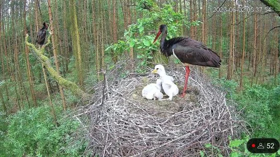 Pisklę porwane przez jastrzębia. Lasy Państwowe opublikowały wstrząsające nagranie  - Zdjęcie główne