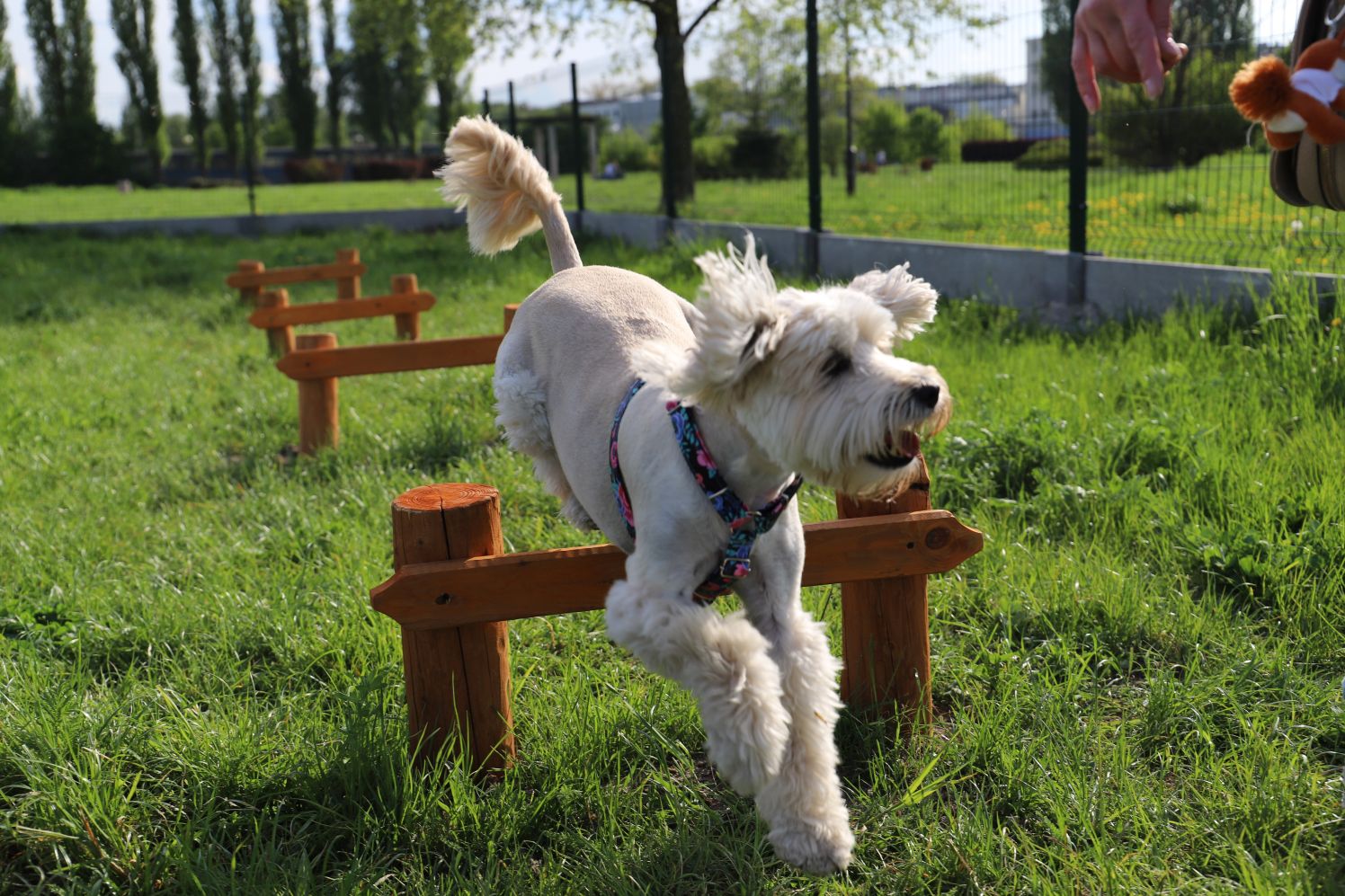 Psi park w Kutnie cieszy się dużą sympatią czworonogów i ich właścicieli