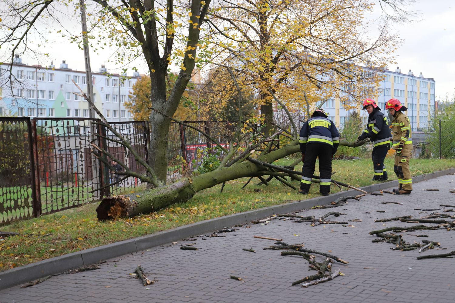 Drzewo przewróciło się na salę gimnastyczną przy SP nr 7