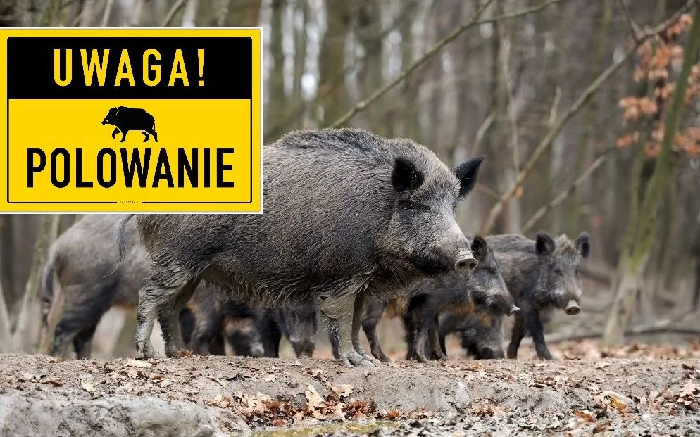 Uwaga! W lesie pod Kutnem będą polować na dziki - Zdjęcie główne