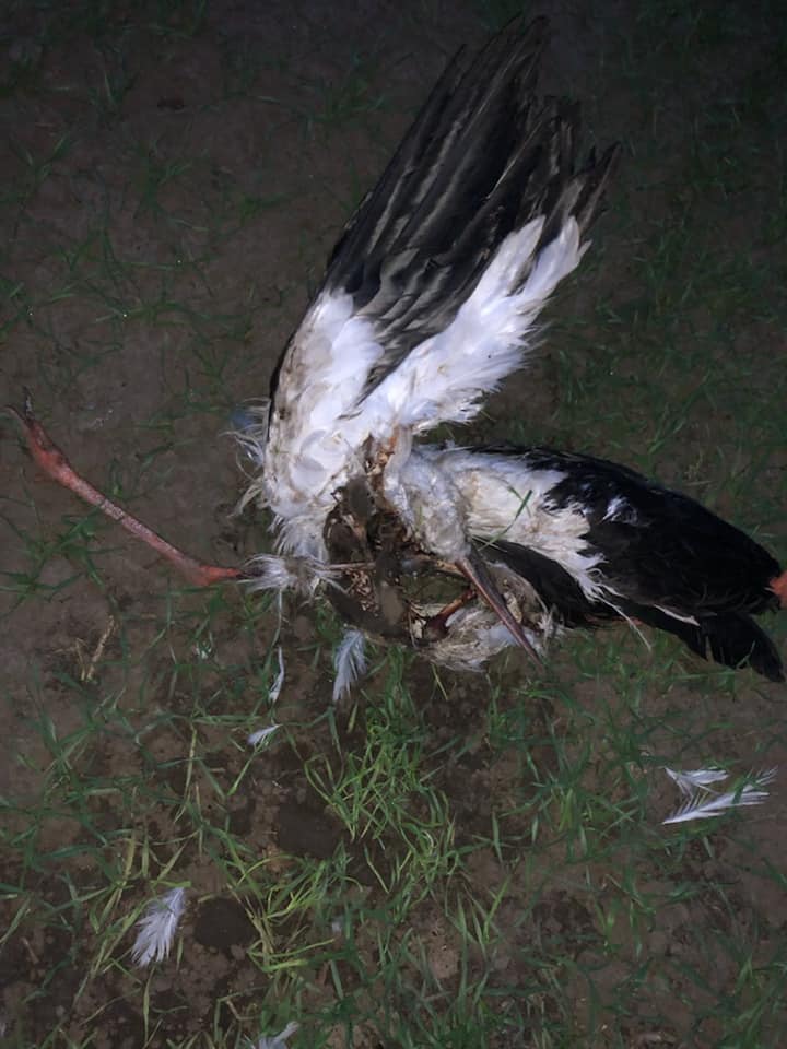 Jeden z bocianów został zagryziony, trwają poszukiwania kolejnego. Pomaga w nich założyciel Stowarzyszenia "Pomagam Bocianom" z pow. kutnowskiego