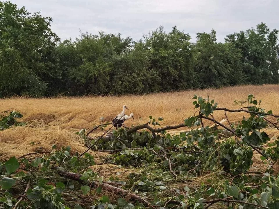 Bociany z powiatu kutnowskiego ucierpiały w wyniku nawałnic