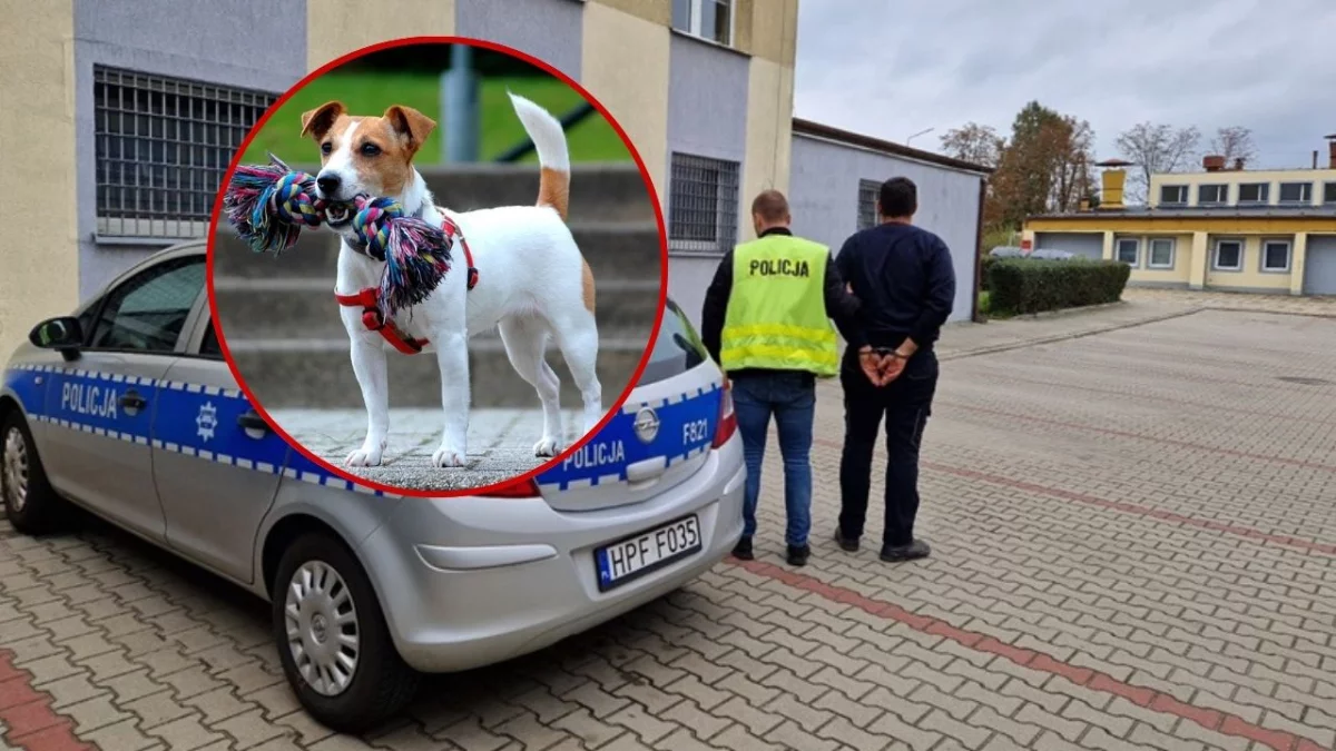 Wstrząsające wieści z powiatu. Zabił psa ze szczególnym okrucieństwem - Zdjęcie główne