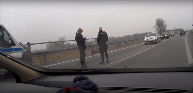 [WIDEO] Policja pilnuje... sarny, czyli nietypowo na kutnowskich drogach - Zdjęcie główne