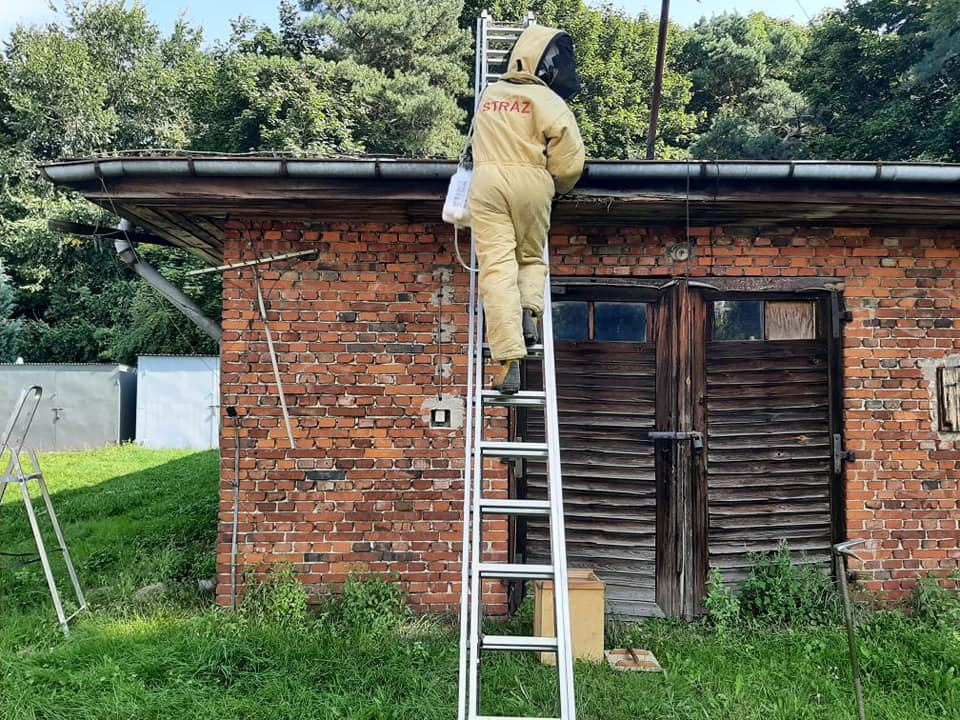 Strażacy z OSP Żychlin usuwali gniazdo szerszeni znajdujące się blisko jednej ze szkół 