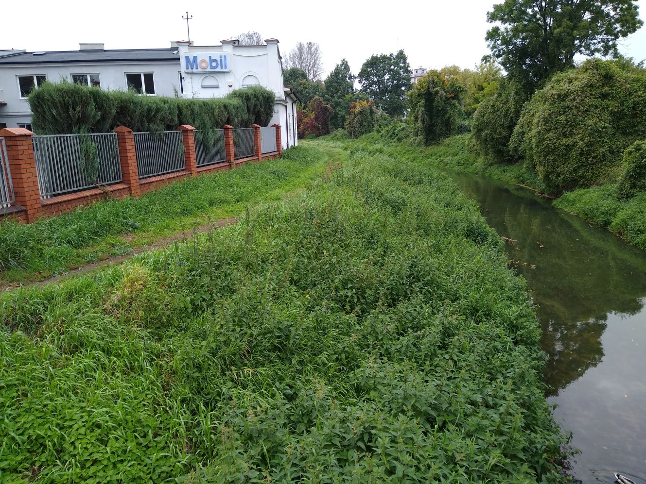 Okolice mostu nad Ochnią na ulicy Sienkiewicza w Kutnie