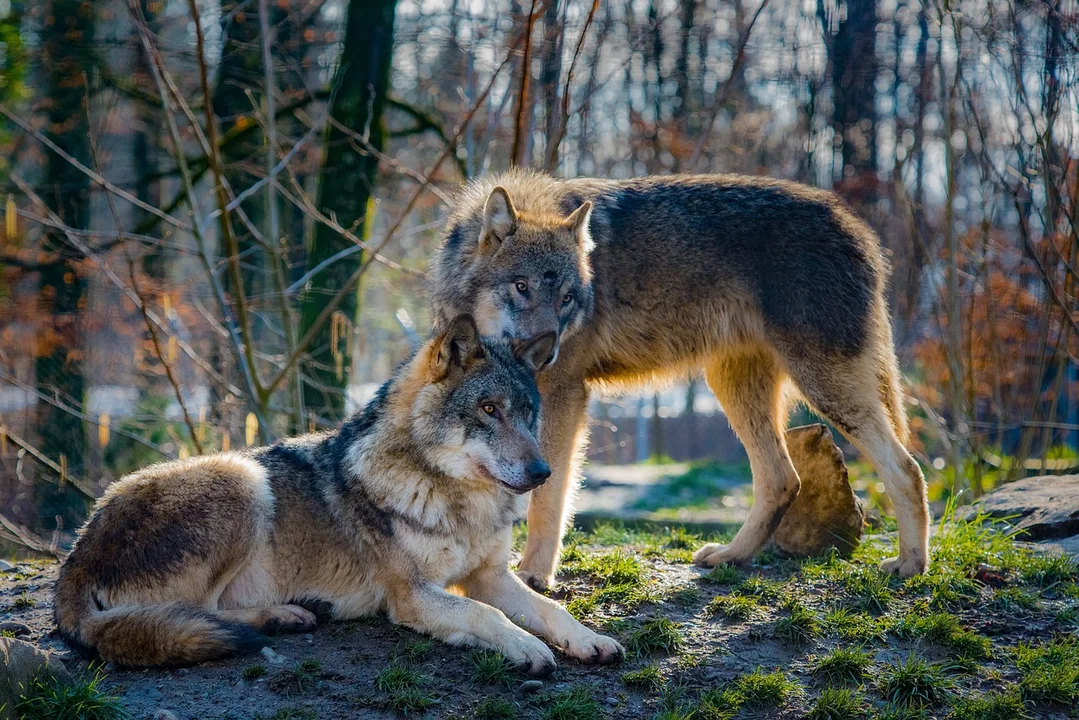 Niedaleko Kutna pojawiły się wilki. Widziano watahy i pojedyncze osobniki - Zdjęcie główne