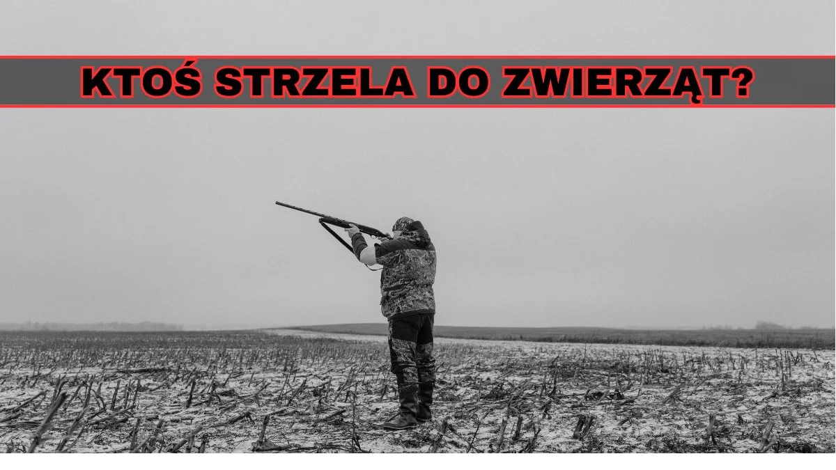 Skrajna bezmyślność? Pod Kutnem ktoś ma strzelać do zwierząt - Zdjęcie główne