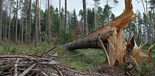 Drzewo runęło na namiot. W środku byli harcerze! - Zdjęcie główne