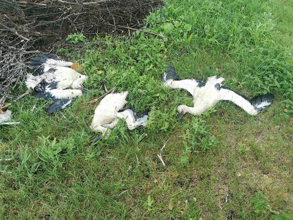 Śmierć trzech młodych bocianów i rozgoryczenie mieszkańców. Jest odpowiedź gminy - Zdjęcie główne