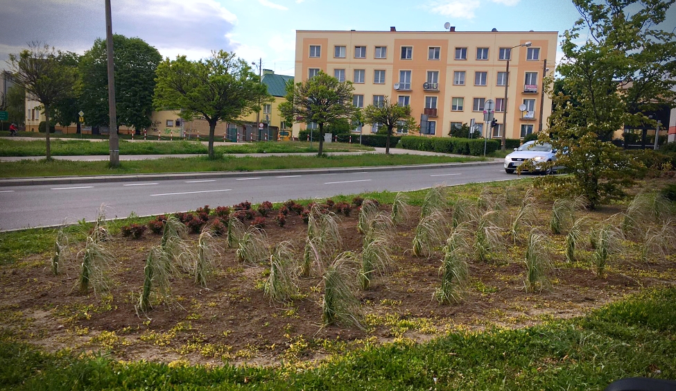 Kutno drzewami stoi? W ubiegłym roku w naszym mieście zasadzono... - Zdjęcie główne