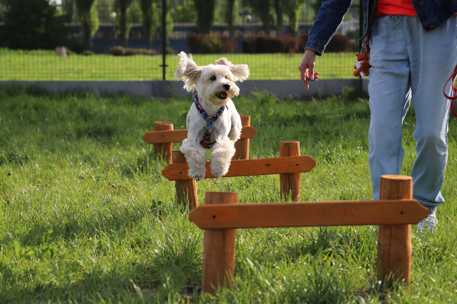 Psi park w Kutnie cieszy się dużą sympatią czworonogów i ich właścicieli