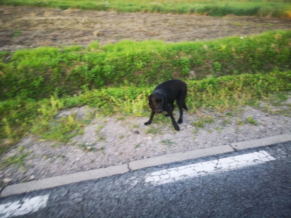 Działająca w powiecie kutnowskim inicjatywa Cztery Łapy Żychlin informuje o psie, którego ktoś wyrzucił z samochodu do rowu. Trwa zbiórka na leczenie suczki