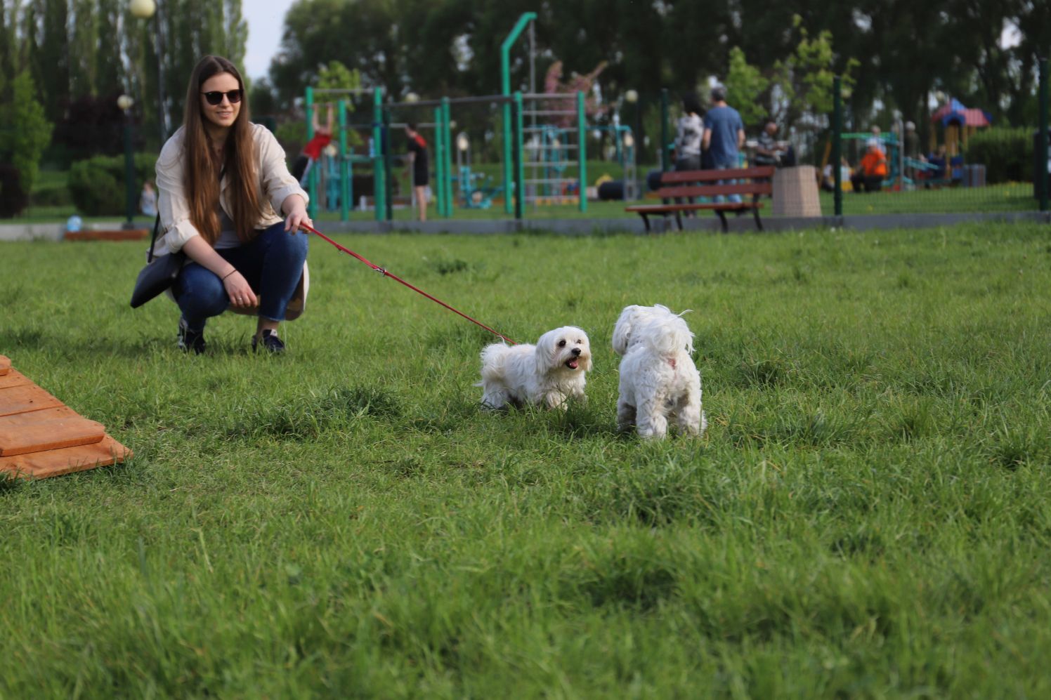 Psi park w Kutnie cieszy się dużą sympatią czworonogów i ich właścicieli