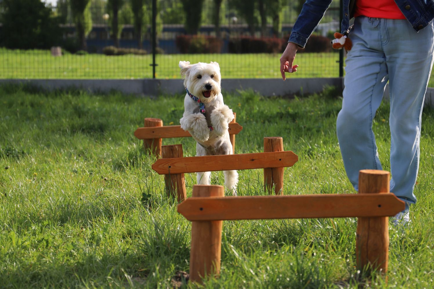 Psi park w Kutnie cieszy się dużą sympatią czworonogów i ich właścicieli