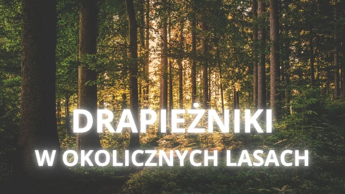 W okolicy widywane są drapieżniki. Co zrobić, gdy je spotkamy? - Zdjęcie główne