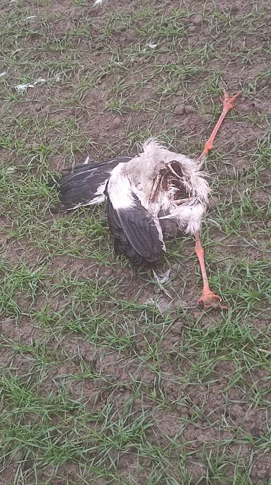 Jeden z bocianów został zagryziony, trwają poszukiwania kolejnego. Pomaga w nich założyciel Stowarzyszenia "Pomagam Bocianom" z pow. kutnowskiego