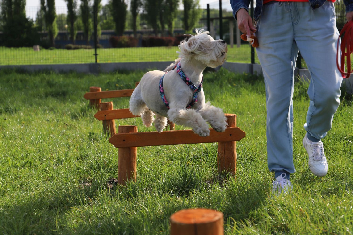 Psi park w Kutnie cieszy się dużą sympatią czworonogów i ich właścicieli