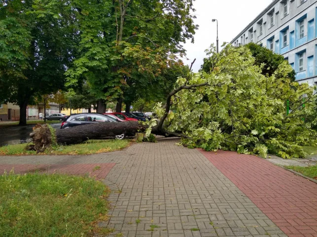 W przeszłości zdarzało się, że w wyniku silnego wiatru drzewa na ulicy Sienkiewicza w Kutnie stanowiły zagrożenie dla mieszkańców