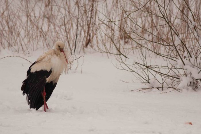 Przyleciały bociany! - Zdjęcie główne