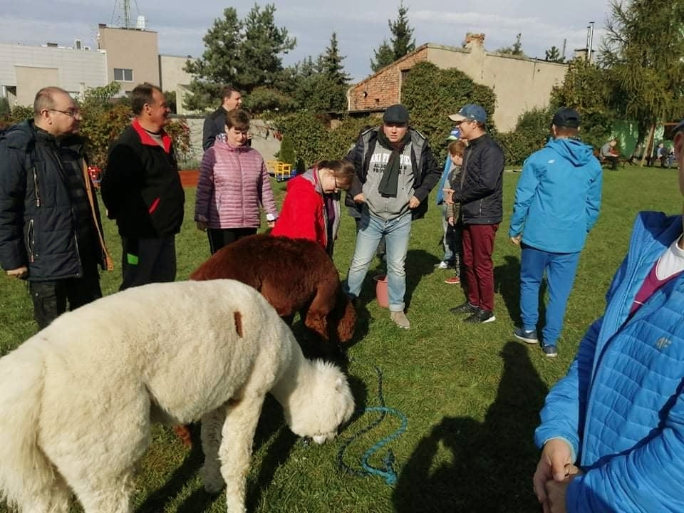 Do Kutna zawitały alpaki